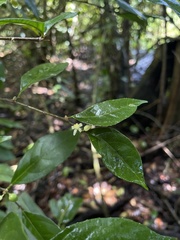 Casearia aculeata