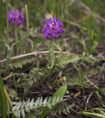 Oxytropis campestris chartacea