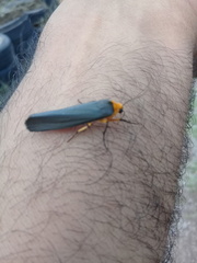 Gnamptonychia ventralis