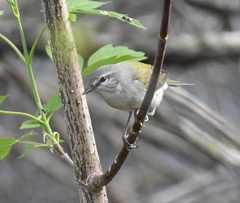 Leiothlypis peregrina