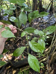 Casearia aculeata