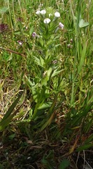 Triphysaria versicolor