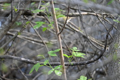 Leiothlypis peregrina