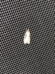Semioscopis packardella
