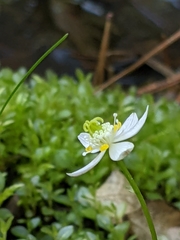 Coptis trifolia
