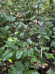 Casearia aculeata