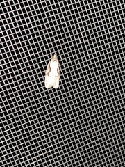 Semioscopis packardella