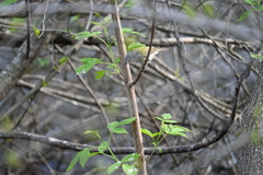 Leiothlypis peregrina