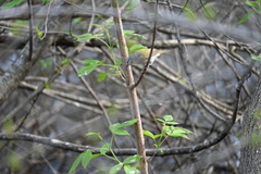 Leiothlypis peregrina