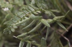 Oxytropis campestris chartacea