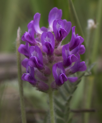 Oxytropis campestris chartacea