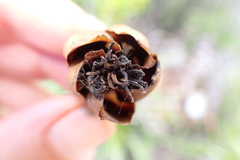 Montrouziera sphaeroidea