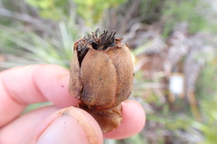 Montrouziera sphaeroidea