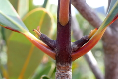 Montrouziera sphaeroidea