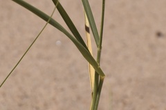 Panicum urvilleanum