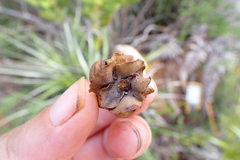 Montrouziera sphaeroidea