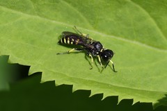 Ectemnius lapidarius