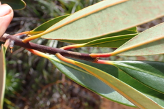 Montrouziera sphaeroidea