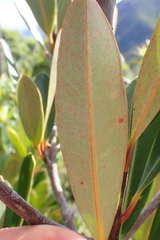 Montrouziera sphaeroidea