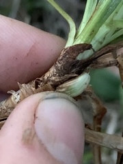Rhopalomyia bulbula