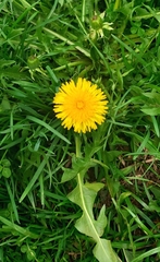 Taraxacum officinale