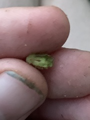 Rhopalomyia bulbula