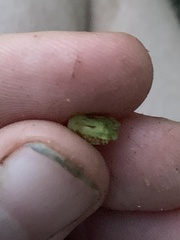 Rhopalomyia bulbula