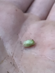 Rhopalomyia bulbula