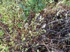 Collinsia tinctoria