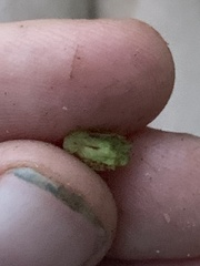 Rhopalomyia bulbula