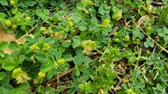 Medicago lupulina