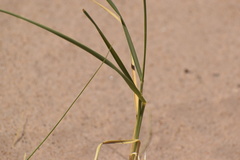 Panicum urvilleanum