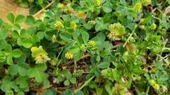 Medicago lupulina