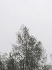 Tyto alba delicatula