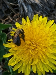 Andrena vicina