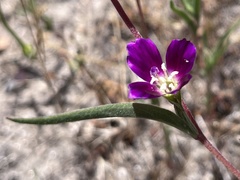 Clarkia purpurea viminea
