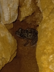 Eleutherodactylus zeus