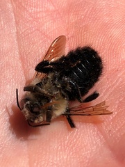 Xylocopa tabaniformis