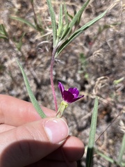 Clarkia purpurea viminea
