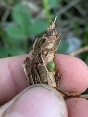 Rhopalomyia bulbula