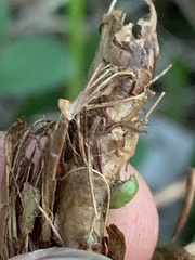 Rhopalomyia bulbula