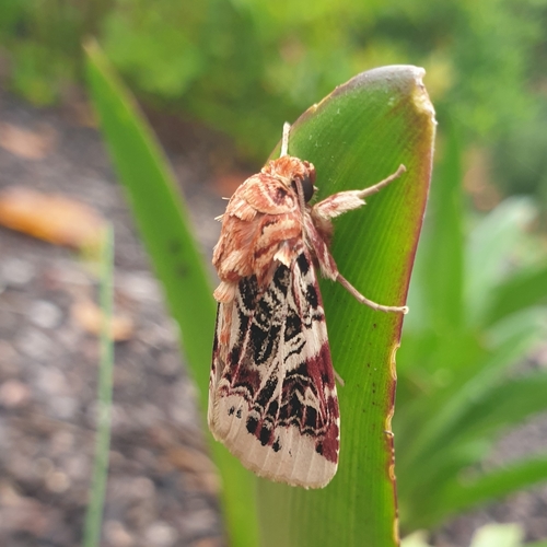 Lily Caterpillar