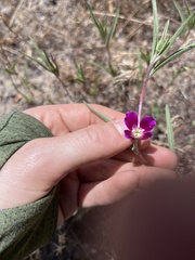 Clarkia purpurea viminea