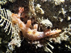Bornella stellifera
