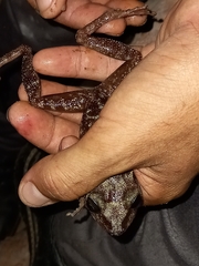 Eleutherodactylus zeus