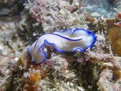 Pseudoceros concinnus