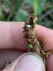 Rhopalomyia bulbula