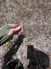 Clarkia purpurea viminea