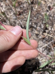 Clarkia purpurea viminea