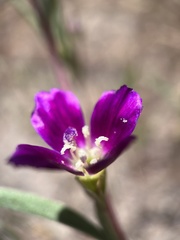 Clarkia purpurea viminea